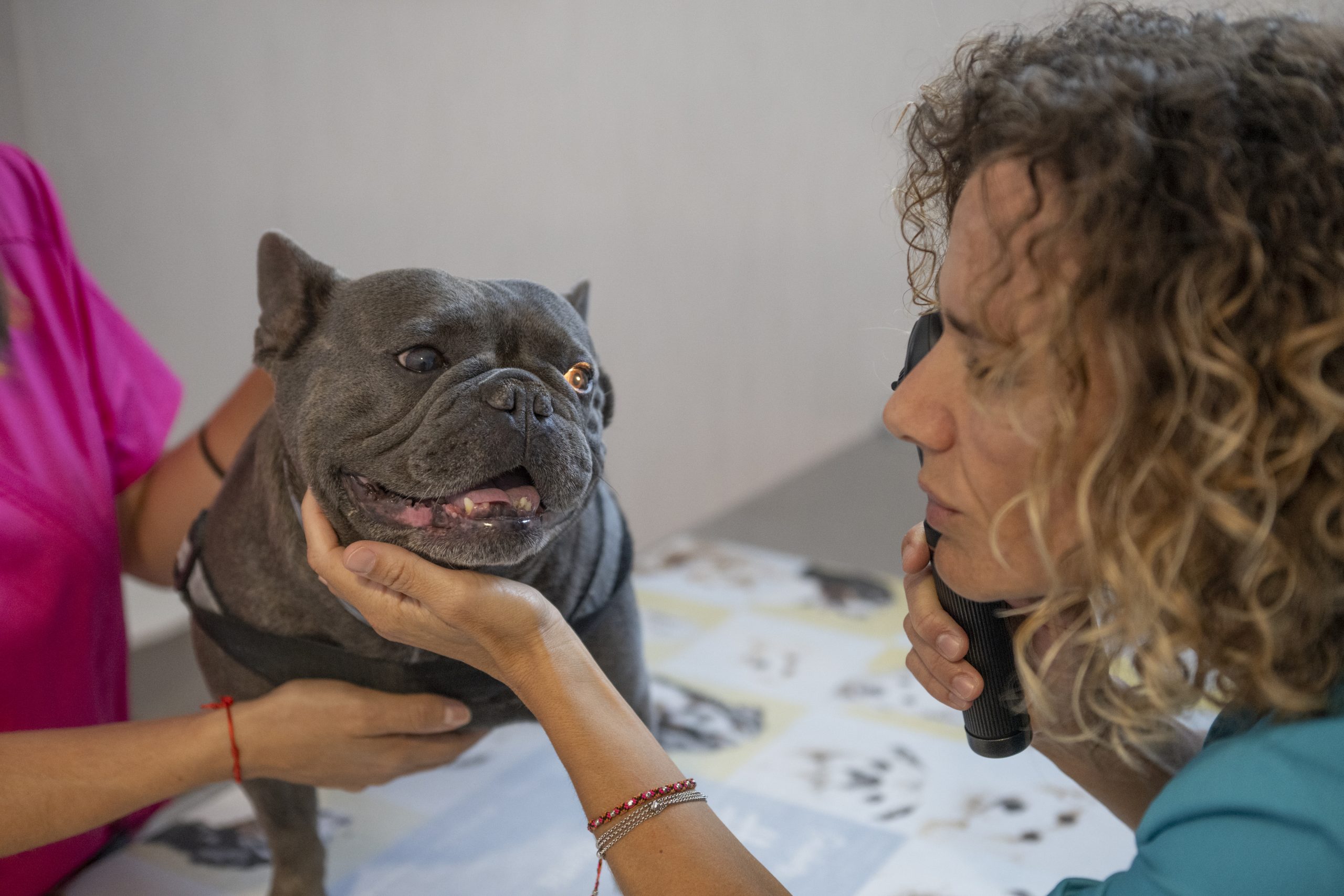 veterinarios